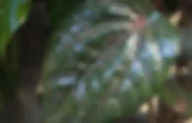 Yaampun Ternyata Bisa Ditanam di Rumah, Siapa Sangka Tanaman Hias Ini Bisa Atasi Radang Mata hingga Gangguan Jantung
