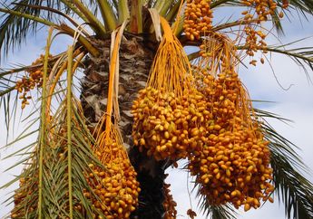 Cocok Dikonsumsi Saat Sahur dan Berbuka Puasa di Bulan Ramadan, Inilah 5 Manfaat Buah Kurma