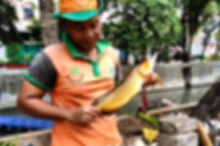 Petugas UPK Badan Air Jakarta tak sengaja menemukan ikan arwana emas saat membersihkan Kali Item.