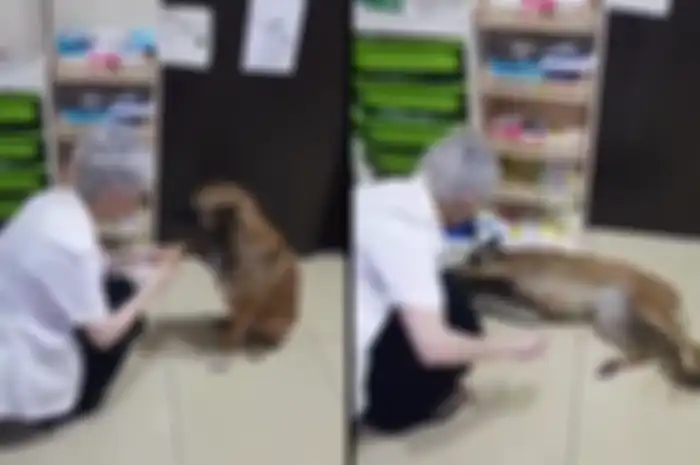 Viral video seekor anjing yang meminta pertolongankepada seorang apoteker di apotek untuk mengobati kakinya yang terluka. 