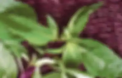 Jadi Lalapan Favorit Sejuta Umat, Rupanya Daun Kemangi Pantang Dimakan Orang-orang dengan Kondisi Seperti Ini, Bisa Fatal Akibatnya!