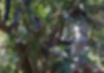 Ngeri! Ini Sosok Tukang Parkir Paling Menyeramkan, Bikers Pada Ngibrit