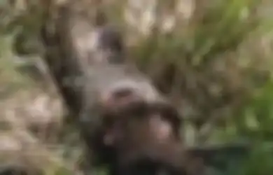 Tak Sengaja Tersandung Ular Piton Raksasa dengan Perut Membesar, Petani Ini Kaget Tapi Tak Bisa Membunuh atau Mencelakai si Ular Lantaran Aturan di China Berikut Ini