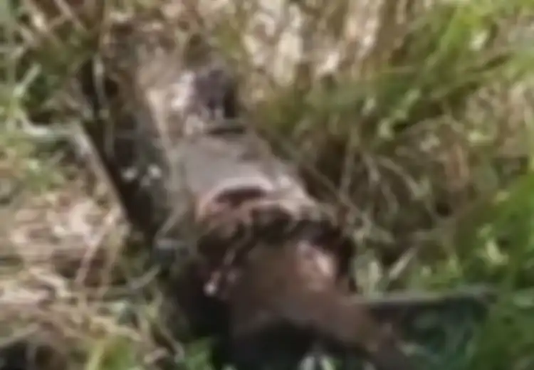 Tak Sengaja Tersandung Ular Piton Raksasa dengan Perut Membesar, Petani Ini Kaget Tapi Tak Bisa Membunuh atau Mencelakai si Ular Lantaran Aturan di China Berikut Ini