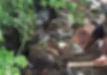 Bagai Tersambar Gledek! Seorang Pria Menggali Kuburan Vespa Lawas dan Mendapati  STNK Terkubur Bersama