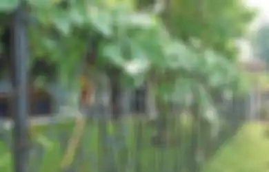 Gampang Oksidasi Sehingga Mudah Berkarat, Simak 3 Langkah Cegah Pagar Besi Berkarat