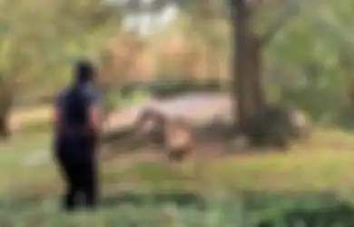 (Video) Nekat Lewati Pagar Pengaman Kandang Singa Jantan, Ternyata Inilah yang Dilakukan Wanita Tersebut