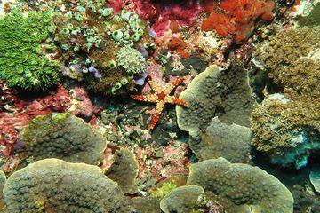Kekayaan bawah laut Nusa Penida berada dalam pusaran arus laut yang berputar di antara Bali dan Lombok.