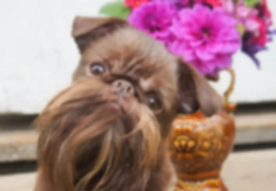 Nuts, anjing yang punya banyak idola karena kumis dan brewok tebalnya.