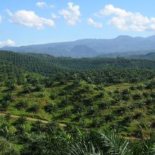 Mengapa Pohon Sawit Sebanyak Apa pun Tidaklah Sama dengan Hutan?