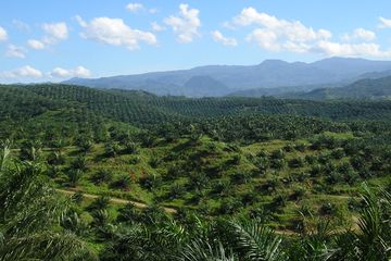 Perkebunan kelapa sawit di Cigudeg, Bogor. Mengapa lahan dengan pohon sawit sebanyak apa pun jumlahnya tak bisa disebut sebagai hutan?