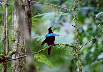 Mengenal Burung Cantik Berkerah Biru, Cendrawasih Kerah Namanya!