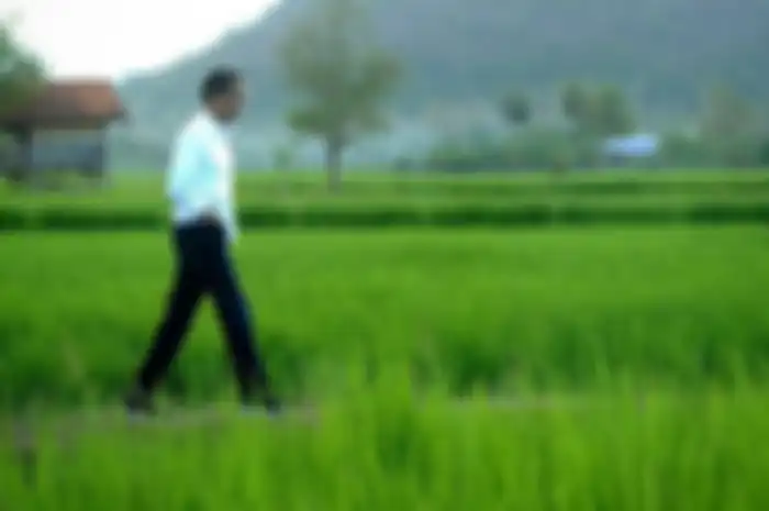 Jokowi mengenakan sneakers di sawah