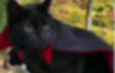 Serem Tapi Gemes, Kucing Ini Punya Tampang Mirip Vampir!