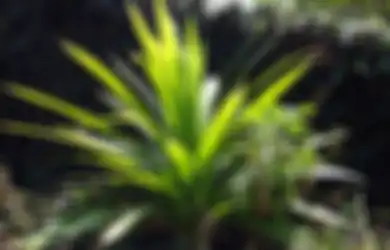Tak Banyak yang Tahu, Daun Pandan Bisa Jadi Obat Alami Atasi Gangguan Kecemasan dan 4 Penyakit Ini