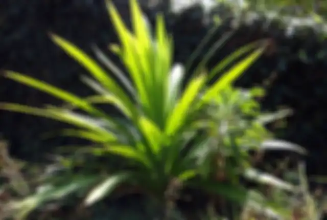 Iris Tipis 3-5 Lembar Daun Pandan di Kamar Mandi, Ajaib, Ini yang Akan Terjadi!