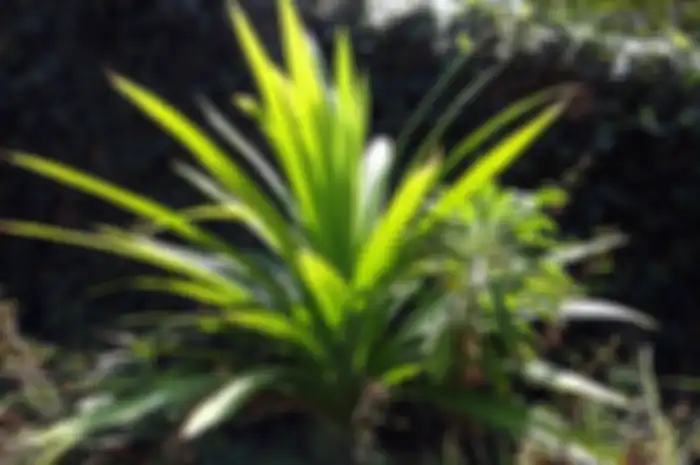 manfaat daun pandan