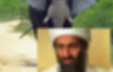 Diberi Nama Mirip Pemimpin Al-Qaeda, Hewan Ini Mengobrak-abrik Desa dan Membunuh 5 Orang, Apa yang Terjadi?
