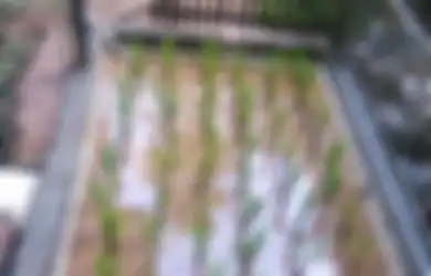 Viral Warga Tangerang Tanam Padi di Teras Rumah, Awal Mula Ceritanya Bikin Ngakak!