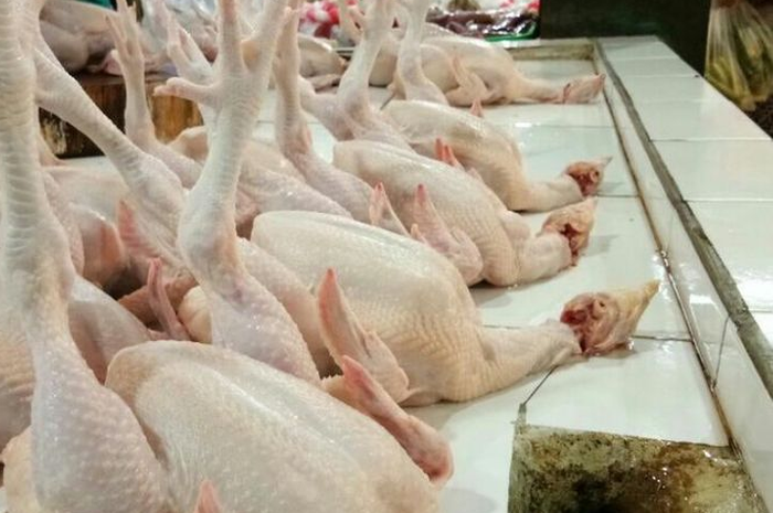 Ilustrasi ayam boiler