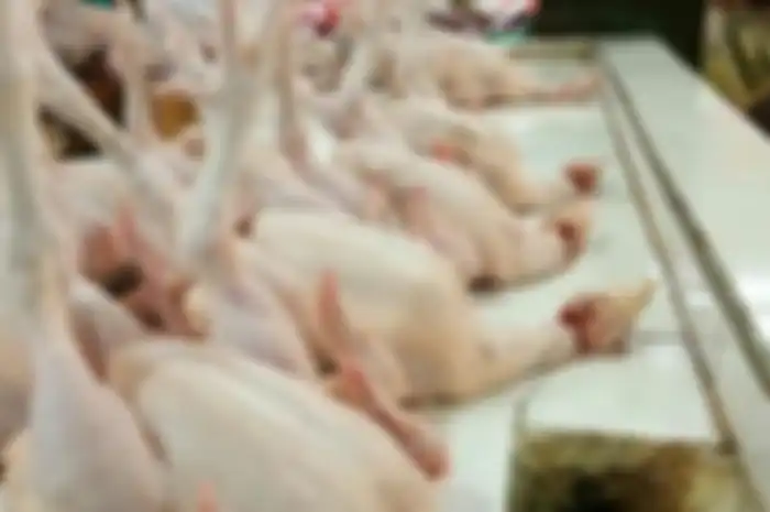 Ilustrasi ayam boiler