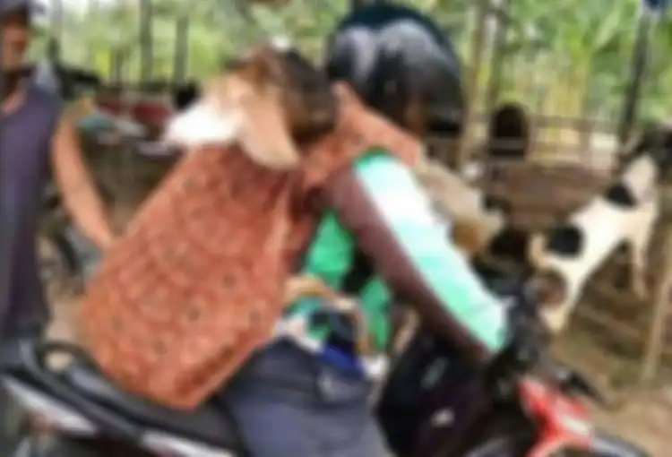 Seekor kambing naik ojek online