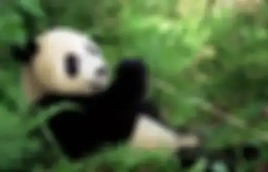Ternyata Seluruh Panda di Dunia Ini Merupakan Properti Milik China!