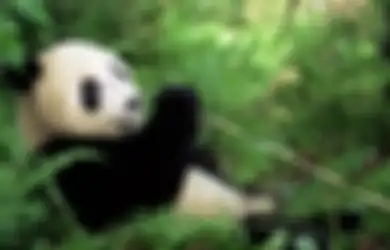 Ternyata Seluruh Panda di Dunia Ini Merupakan Properti Milik China!