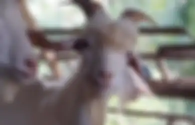 Ustaz Abdul Somad Jelaskan Aqiqah untuk Orang yang Sudah Dewasa, Begini Cara Menebusnya Bagi Mereka yang Belum Sempat Waktu Balita