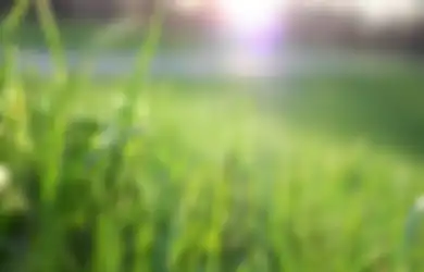 Aneka Tips Harian, Begini Cara Mudah Basmi Rumput Liar di Halaman Rumahmu