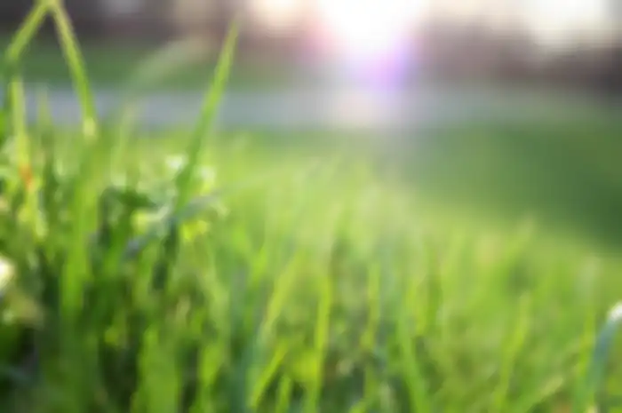 Aneka tips harian, begini cara membasmi rumput liar.
