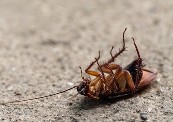 Kecoa Ternyata Takut dengan Aroma Bawang, Ini Cara Mengusir Kecoa dari Rumah Cuma Pakai Bawang Putih!