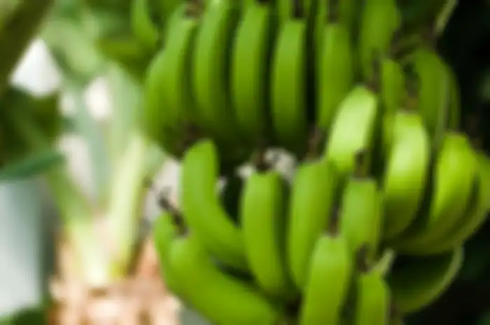 Pisang mentah