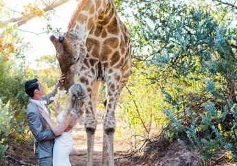 Gelar Pesta Pernikahan di Afrika, Pasangan Ini Dikejutkan dengan Kehadiran Seekor Jerapah