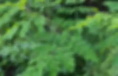 Dikira Punya Segudang Manfaat Kesehatan, Air Rebusan Daun Kelor Justu Tak Boleh Diminum Orang dengan Kondisi Ini