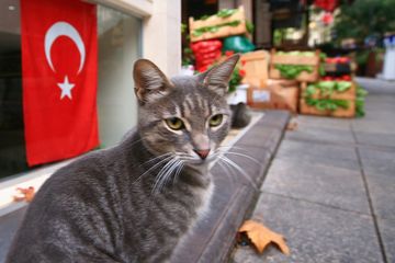 Kucing ini duduk dengan sangat dekat di dekat bendera Turki di Ticarethane Sokak, jalan kecil tak jauh dari Basilica Cistern. Sayuran yang dikirim ke Restoran Khorasani di dekatnya menambah warna pada latar belakang.