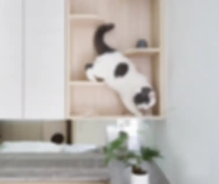 Kucing di dalam rumah.