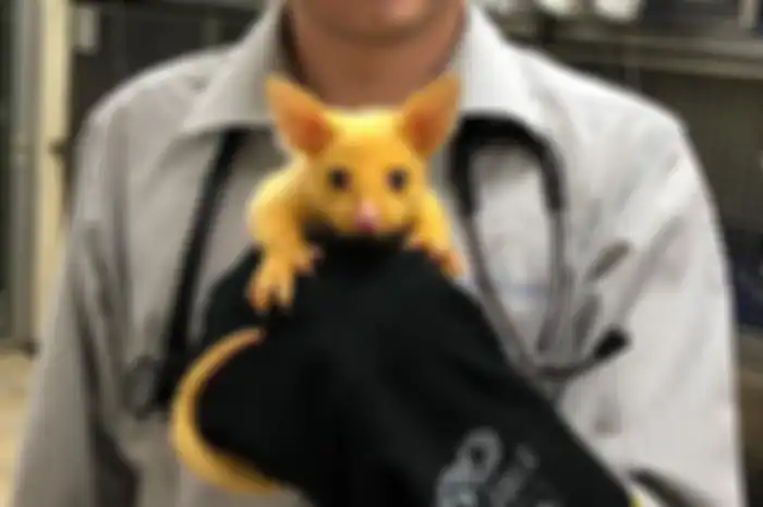 Possum Emas Mirip Pikachu di Dunia Nyata