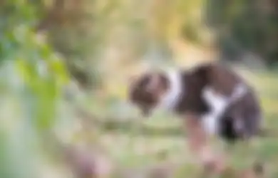 Girls Jangan Panik, Ini 3 Alasan Kucing Sering Muntah Tiba-tiba!