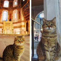 Unik, Inilah Kucing yang Selama 14 Tahun Jadi Satu-satunya Makhluk yang Boleh Menginjak Hagia Sophia yang Kini Kembali Jadi Masjid, Suka Hangatnya Mimbar!