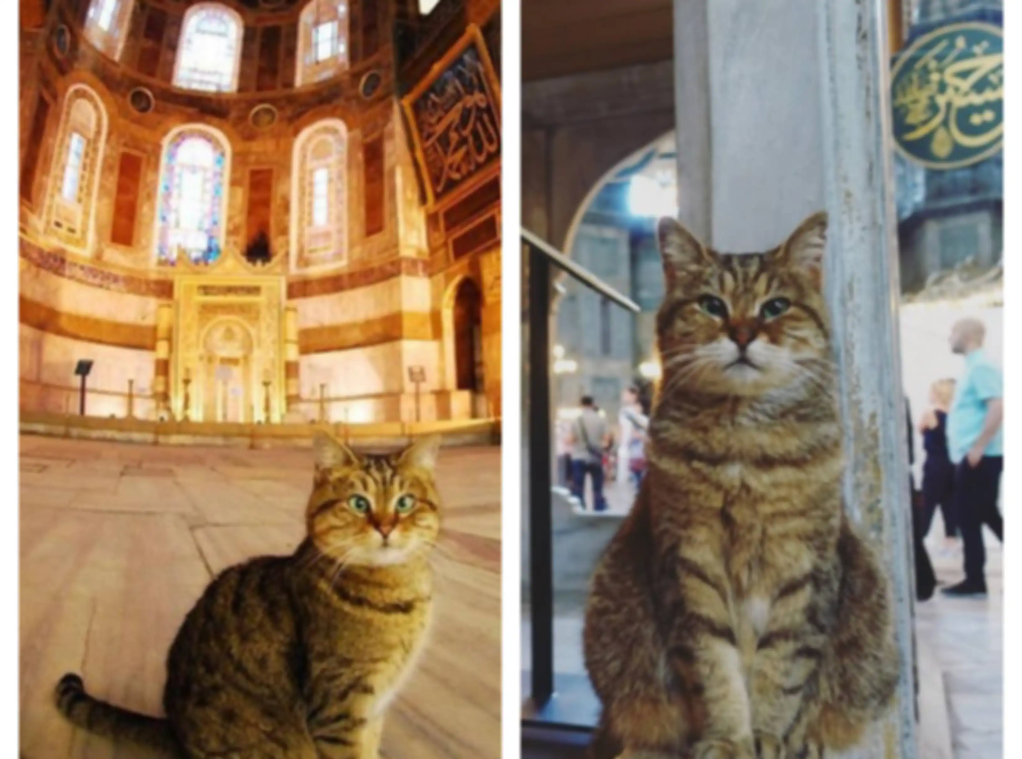 Gli , kucing yang tinggal di dalam Hagia Sophia