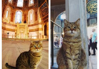 Unik, Inilah Kucing yang Selama 14 Tahun Jadi Satu-satunya Makhluk yang Boleh Menginjak Hagia Sophia yang Kini Kembali Jadi Masjid, Suka Hangatnya Mimbar!