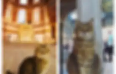 Ditemui Khusus oleh Barack Obama, Ini Sosok Kucing Viral yang Sudah 14 Tahun Menghuni Hagia Sophia, Satu-satunya Makhluk yang Boleh Keluar Masuk Mimbar Masjidnya