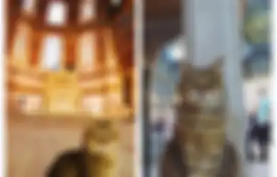Unik, Inilah Kucing yang Selama 14 Tahun Jadi Satu-satunya Makhluk yang Boleh Menginjak Hagia Sophia yang Kini Kembali Jadi Masjid, Suka Hangatnya Mimbar!