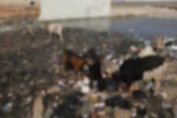 Kambing mencari makan di antara tumpukan sampah di Kampung Bengek di kawasan Muara Baru, Penjaringan, Jakarta Utara, Senin (2/9/2019). 