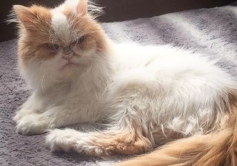 Wajahnya Terlihat Marah, Mungkinkah Kucing Ini Jadi Grumpy Cat Selanjutnya?