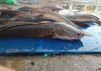Wajib Tahu! Tak Hanya Bagus Dikonsumsi Usai Operasi, Ikan Ini Juga Digunakan untuk Terapi Covid-19?