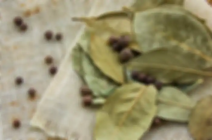 Daun Salam