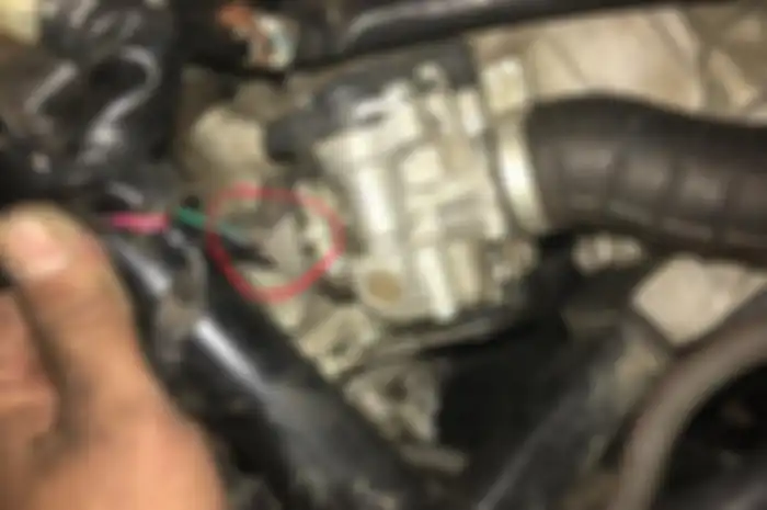 Ilustrasi kabel bodi motor digigit tikus. Ini cara mudah untuk pencegahan.