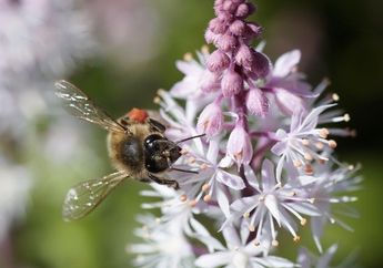 Lelaki 62 Tahun Asal Pemalang Tewas Diserang Kawanan Tawon Vespa Saat Mencari Rumput, Suara Teriakan Terakhirnya Memilukan: Ya Allah, Ya Allah